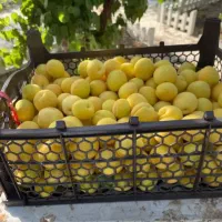 فروش باغ پر میوه|فروش خانه و ویلا|الیگودرز, |دیوار