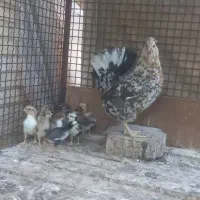 تخم مرغ نطفه دار گلین|پرنده|یزد, |دیوار