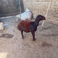 گوسفند میش داشتی و بره|حیوانات مزرعه|هرسین, |دیوار