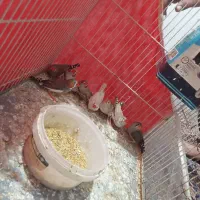 فنچجفت|پرنده|مشهد, نظام دوست|دیوار