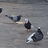 کبوتر