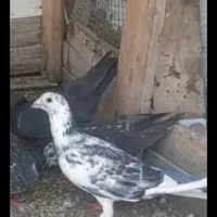 کبوتر سوسکی