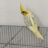 جوجه عروس هلندی مرواریدی|پرنده|خرمشهر, |دیوار