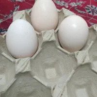 تخم نطفه دار