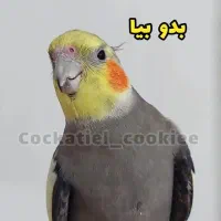 عروس هلندی گم شده