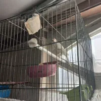 قناری نر سفید کشیده