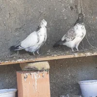 کبوتر|پرنده|سیمین شهر, |دیوار