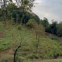 سوستان-300-متر