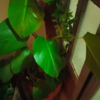 گل های زیبا و سرحال|گل و گیاه طبیعی|کرمانشاه, |دیوار