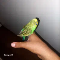 مرغ عشق اهلی نر گاز کرفتن بلد نیست|پرنده|ایلخچی, |دیوار