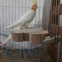 معاوضه عروس نر با ماده