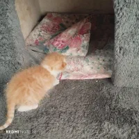 گربه