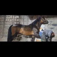 اسب نریان سن 6به7