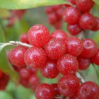 نهال سیلور بری ۲ ساله گلدانی