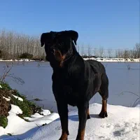 توله روتوایلر