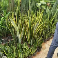 طراحی و نگهداری فضای سبز با تیمی حرفه‌ای