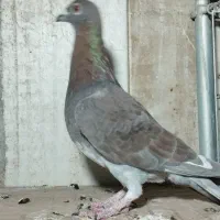 کبوتر المانی