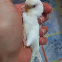مرغ عشق گم شده