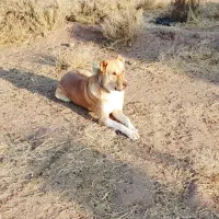 ماده زردی اماده واگذاری