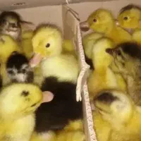 جوجه اردک و جوجه رنگی
