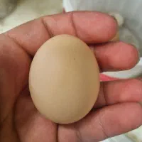 تخم مرغ