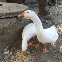 غاز
