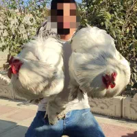 تخم مرغ خروس جوجه برهما لاری از نسل وارداتی اصیل|حیوانات مزرعه|رباط‌کریم, شترخوار|دیوار