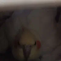 یک جفت عروس هلندی با تخم|پرنده|سراب, |دیوار