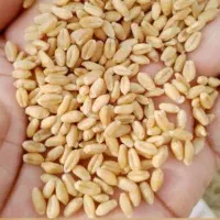 خرید گندم نقدی به قیمت