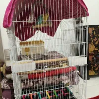 مرغ عشق نروماده همراه با قفس