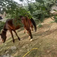 حیوانات|اسب و تجهیزات اسب‌سواری|بندرعباس, |دیوار