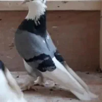 شازده ماده نقش|پرنده|میانه, |دیوار