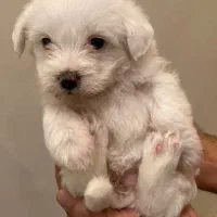 واگذاری ۲عدد سگ تریر نر وماده باهم