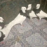 هفت عددکبوترطوقی بفروش میرسند|پرنده|چابهار, |دیوار