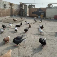 کبوتر دم سفید|حیوانات|اهواز, کوی ملی راه|دیوار