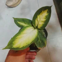 گل گیاه