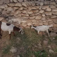 بز صلاله ابستن باگیسه گل توپی رویدر