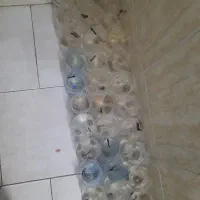 ماهی فایتر|ماهی|گلستان (تهران), |دیوار