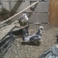 کفتر پلنگ|پرنده|تربتحیدریه, پائین ولایت|دیوار