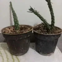 گل طبیعی زیبا|گل و گیاه طبیعی|بیرجند, |دیوار