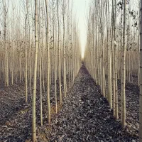 خرید نهال صنوبر ارزان و باکیفیت برای کشاورزی|حراج|یاسوج, |دیوار