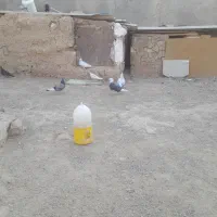 کفتر قریب گیری|پرنده|ساوه, |دیوار