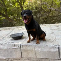 سگ روت|سگ|کوهسار (البرز), |دیوار