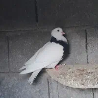 کبوتر|پرنده|باشت, |دیوار