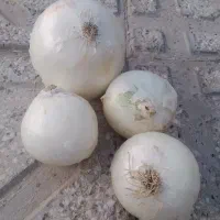 ثبت نام برای پیاز نیم بها تعاونی تنظیم بازار محلی
