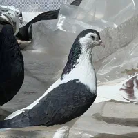 کبوتر سده چپ