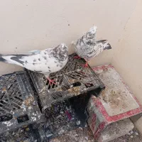 کفتر تیرونی پرشی ساعتی