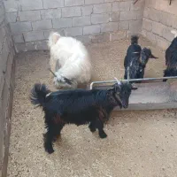 بیگ نرو و ماده