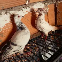 کفتر|پرنده|مینودشت, |دیوار