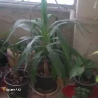 حراج گلدان طبیعی